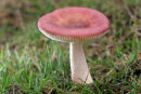 06-0290 Russula spp
